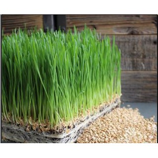 100 Hạt Giống Cỏ Lúa Mì Đỏ Cỏ Mèo