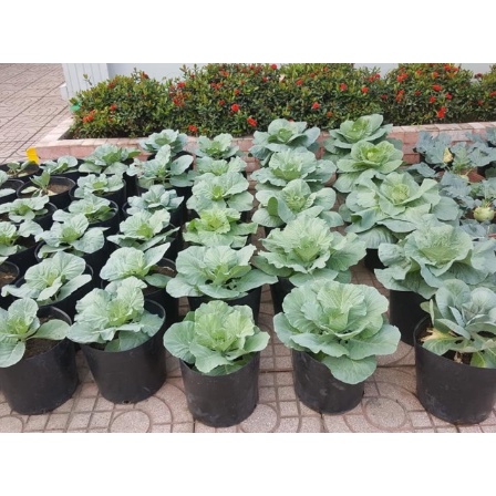 Chậu Nhựa Trồng Cây Sân Vườn, Chậu Trồng Rau, Chậu Trồng Hoa Tết Tiện Lợi – Chậu Nhựa Mềm Dẻo Loại Dày