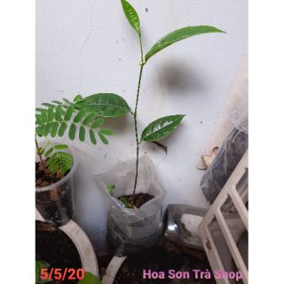 CÂY MÍT THÁI GIỐNG, loại múi và xơ vàng ngọt như nhau.