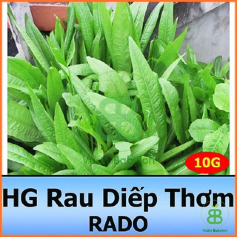 Hạt giống  Rau Diếp Thơm RADO, gói 10g, rau củ quả Rạng đông trồng ban công, sân thượng