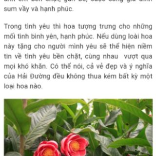 Cây giống hải đường