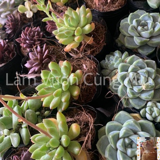 Sen Đá Thược Dược 🌿🌿🌿 Size Bầu
