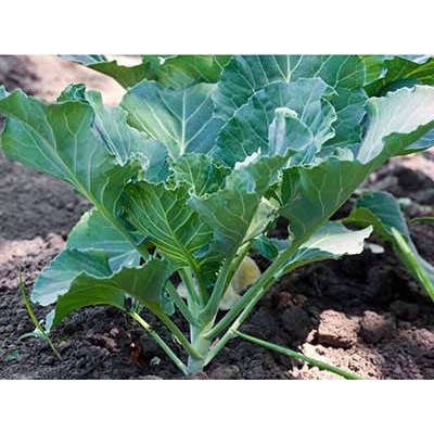 Hạt giống cải rổ, cải làn dễ trồng, năng suất cao, nhanh thu hoạch, món xào ăn rất ngon gói 5gram RADO 305