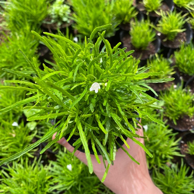 Cây cỏ mây