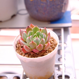 SEN ĐÁ HỒNG CÁNH NHỌN