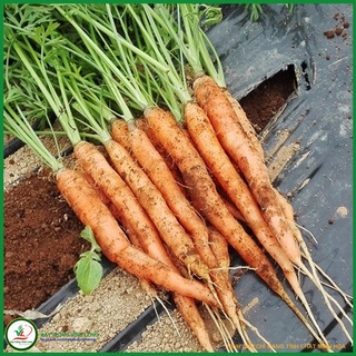 Hạt giống Carrot RUBY F1 TN 406
