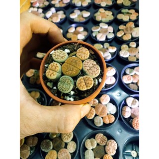 Combo 7 cây sen đá mông  , sen Lithops , sen thạch lan chậu nhựa hoặc sứ kích thước chậu 7x7cm