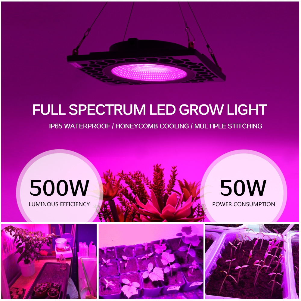 50W LED Grow Light COB Đèn LED trồng đầy đủ Quang phổ 500W Đèn Phyto Hiệu suất phát sáng cao cho cây trồng Lều Nhà kính