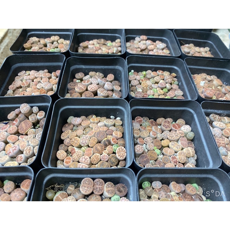 Sen Mông, Lithops chậu 5x5cm siêu nhiều cây, đa dạng vân và màu sắc ❤️ Sen mông, thạch lan, rất dễ trồng