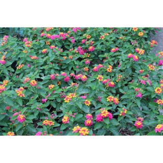 Cây hoa ngũ sắc cao từ 50-70cm, đủ 3 mau giá chỉ 70k/c