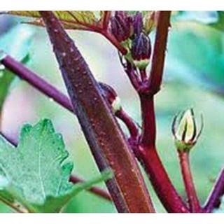 40H Hạt giống đậu bắp tím đậu băp tím