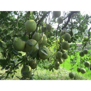 CÂY GIỐNG BƯỞI DA XANH