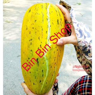 HẠT GIỐNG DƯA BỞ THƠM QUẢ DÀI