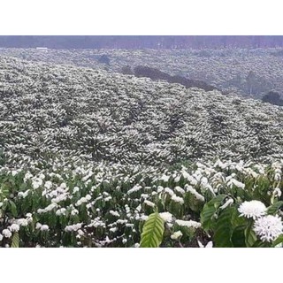 Mật ong hoa cà phê Đăk Lăk (1 chai)