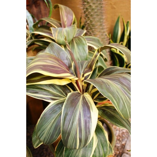 Chậu cứng huyết dụ Cordyline mocha latte