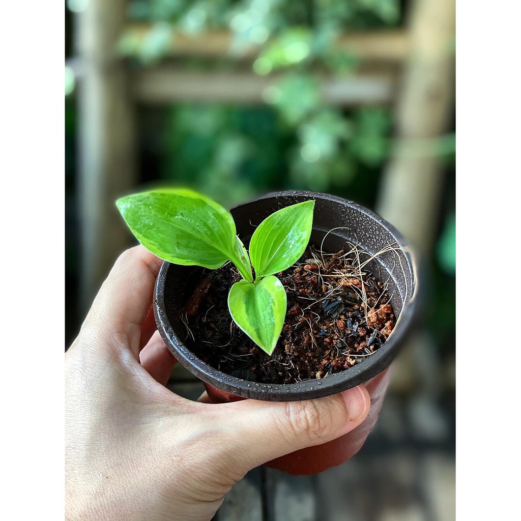 Cây giống Hosta fortunei 'Fragrant Bouquet' (Ngọc Trâm) chậu nhựa