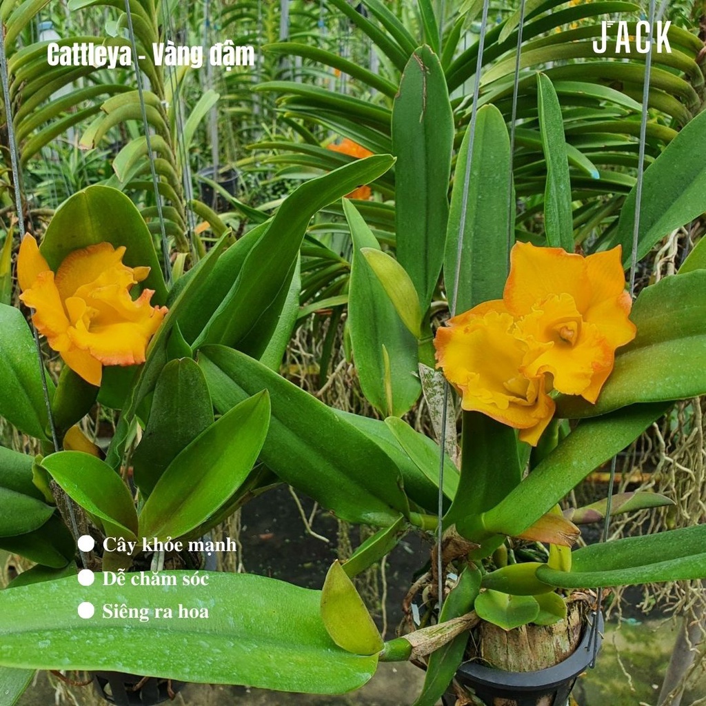 Lan Cattleya Bông Vàng Đậm