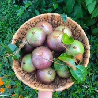Vú Sữa  Mika....chuẩn giống