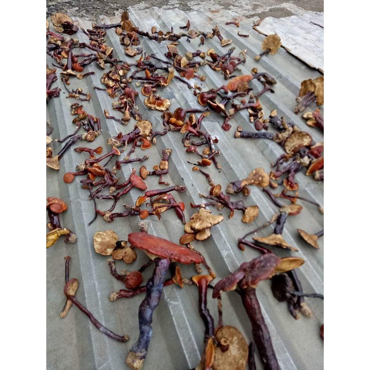 Nấm lim xanh Kon Tum