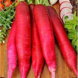 Hạt giống củ cải đỏ dài - gói 5 gram