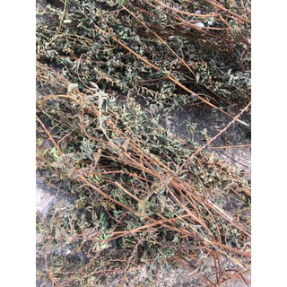 1 kg Cây bọ mắm, cây thuốc dòi khô