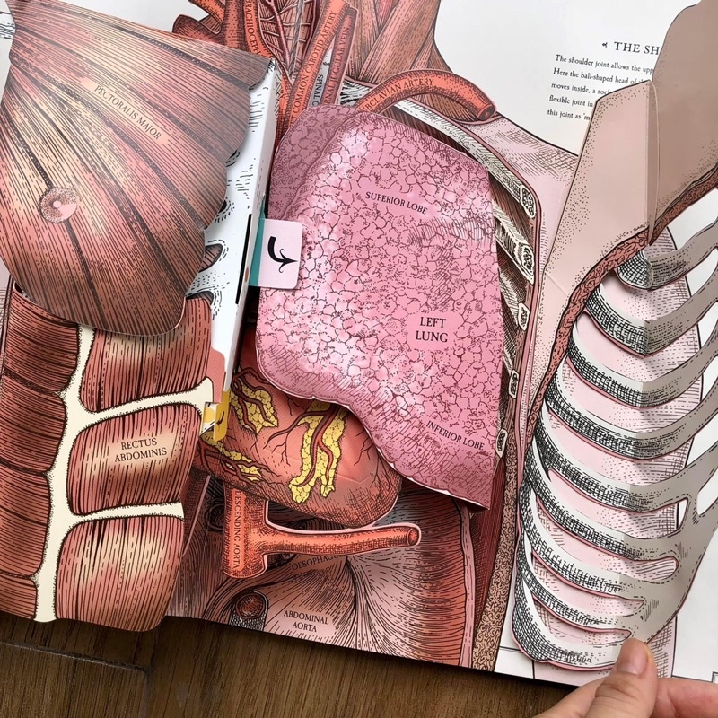 THE HUMAN BODY