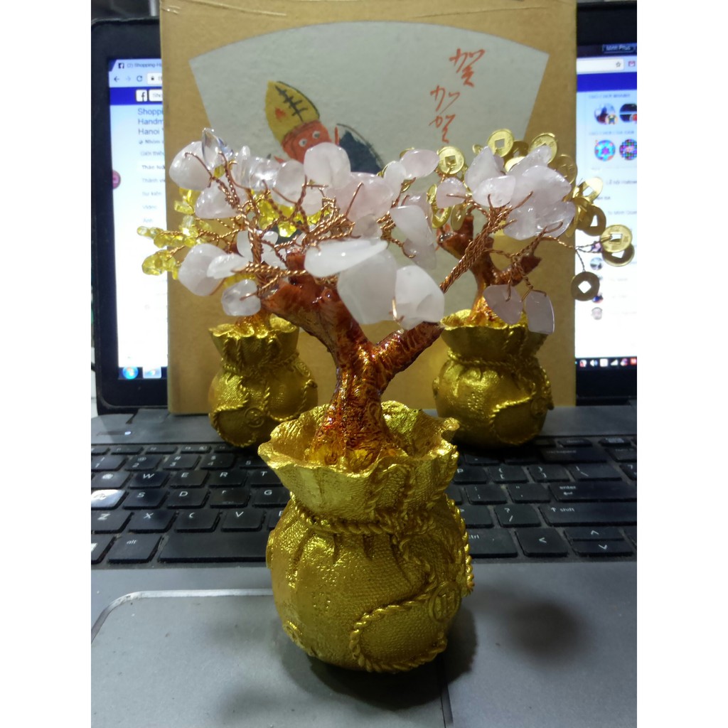 cây đồng xu cây hạt đá trang trí bàn làm việc