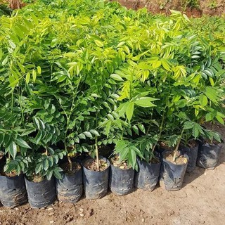 combo 10 cây gỗ sưa đỏ