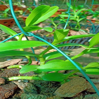 Hoa lan phi điệp - 5ct người đẹp bình dương(gieo hạt,cây năm 1,cao12cm)