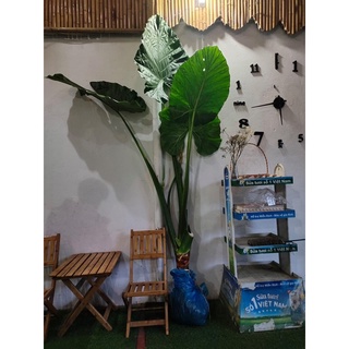 Ráy voi chơi kiểng lá