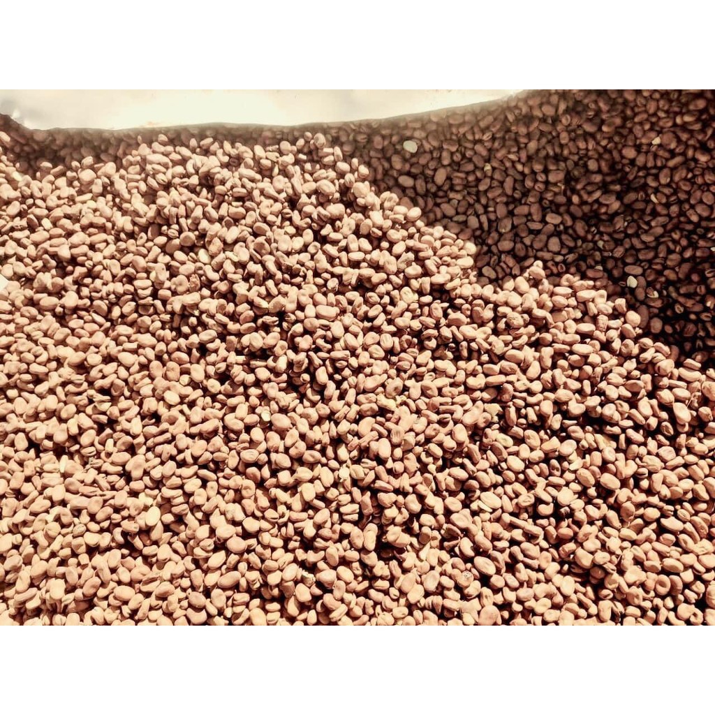 Hạt đậu tằm Úc 1kg