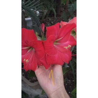 Tổng hợp các con lai ❤️