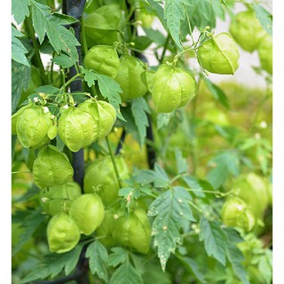 Hạt Giống Cây Tầm Bóp - 0.2gram/gói (Kèm kích thích hạt nảy mầm)