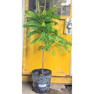 [FREESHIP - Xả Khô Máu] cây khế Tàu... 6 tháng cây cho trái