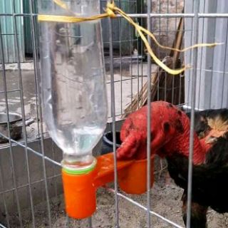 Máng nước  lắp chai uống tự động cho chim và gà