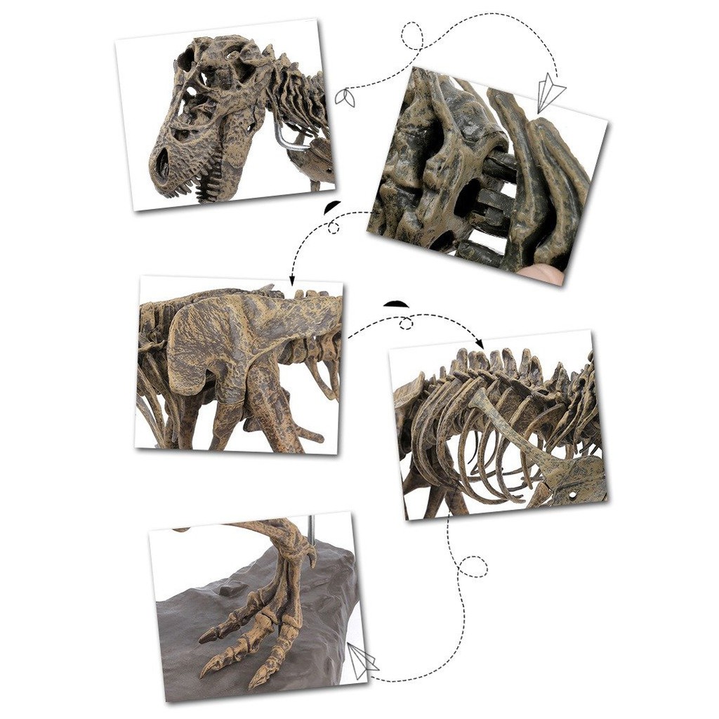 LẮP RÁP MÔ HÌNH XƯƠNG KHỦNG LONG T-REX (4D ASSEMBLED TRIANGLE DRAGON FOSSIL DINOSAUR SKELETON MODEL)