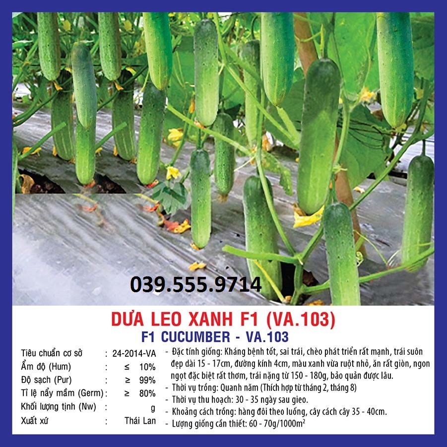 Hạt giống Dưa Leo Xanh F1 (VA.103) Chịu Nhiệt – 10gram