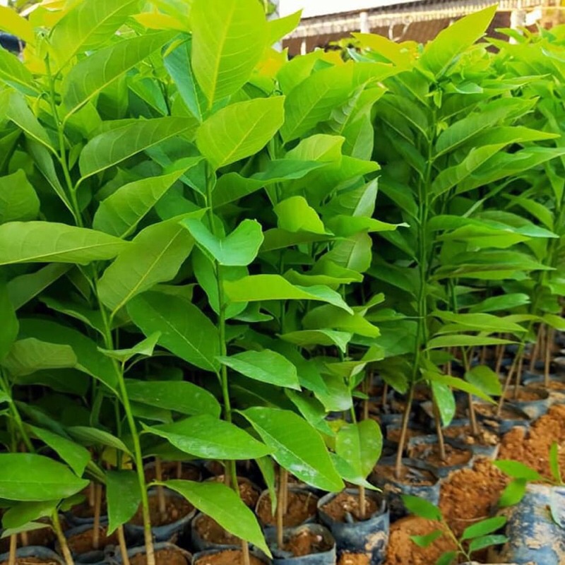 Hạt Giống Na Dai Thái Lan chuẩn F1/