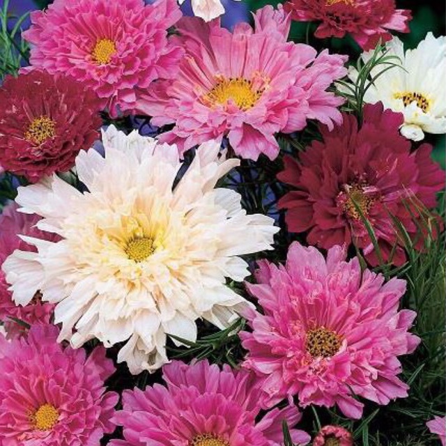 Hạt giống hoa sao nhái kép mix- gói 0,5gr