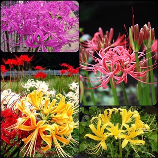 củ hoa bỉ ngạn nhiều màu cực đẹp, nảy mầm 99%