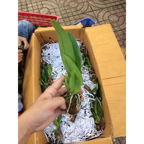 Cattleya Anna Cây Giống Dễ Trồng Hoa Thơm