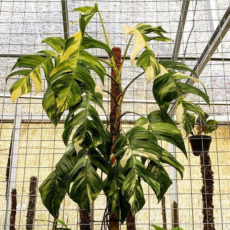 Pinnatum aurea cây nhỏ