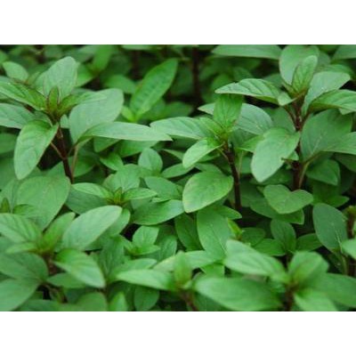 Hạt Giống Rau Húng Quế  JL34