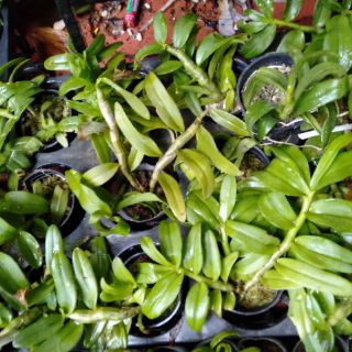 Hoa phong lan phi điệp 5ct gieo hạt