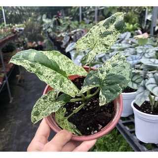 cây Trầu bà Syngonium mojito 🌿🌿🌿