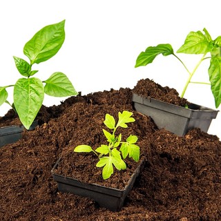 5 KG Đất Hữu Cơ Trồng Rau, Hoa