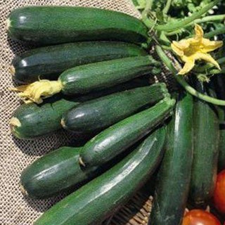 Hạt Giống Bí Ngòi Xanh ( Zucchini )
