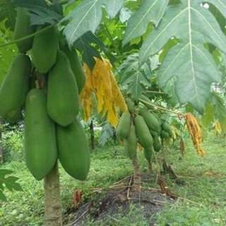 HẠT GIỐNG ĐU ĐỦ LÙN 5 HẠT