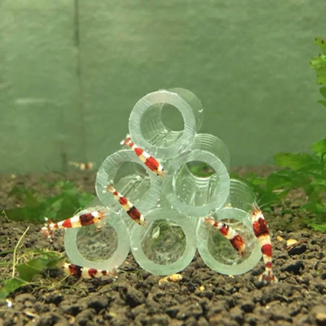 ỐNG ARCYLIC TRANG TRÍ HỒ CÁ TÉP (5cm)