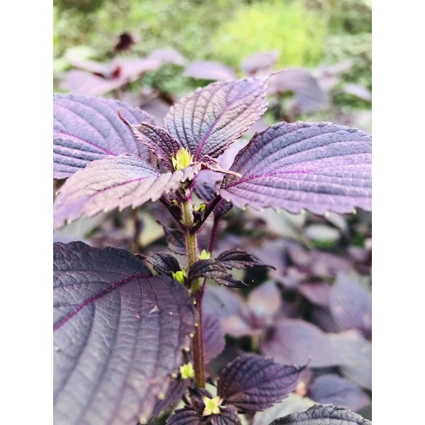 MASK TÍA TÔ - THẢO ANH